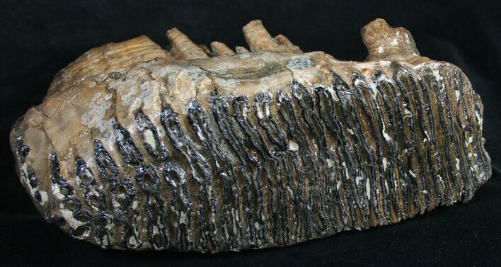 / Woolly Mammoth Molar - North Sea #9678